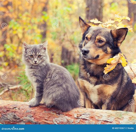 Dog And Cat Are Best Friends Stock Image Image Of Gray Outdoors