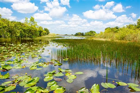 Everglades Nationalpark In Florida Ein Schier Endloses Sumpfgebiet
