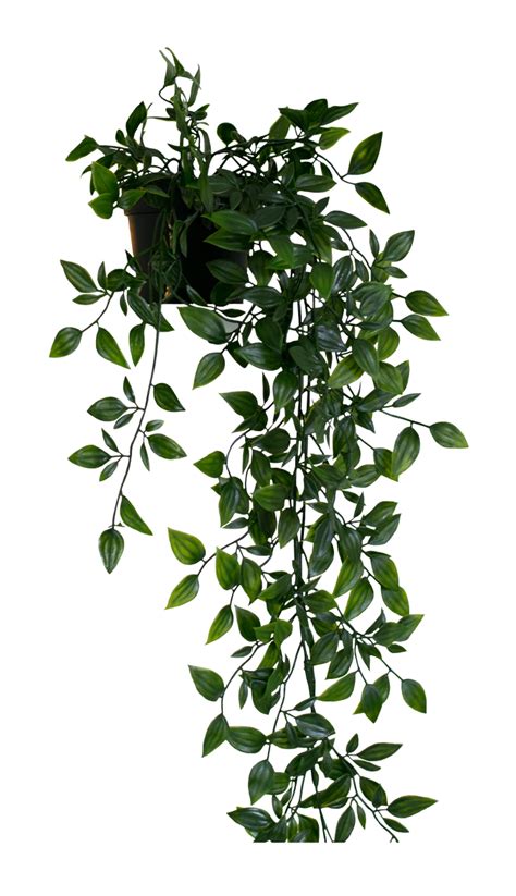 Hanging Plant Png 10 Free Cliparts Download Images On Clipground 2023