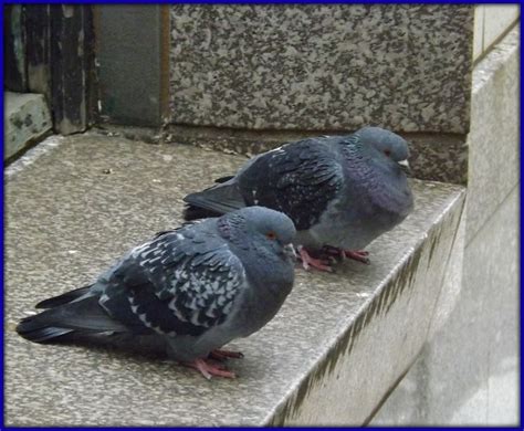 Pigeons Roosting At A Building Ledge Detroit Mi Flickr Photo Sharing