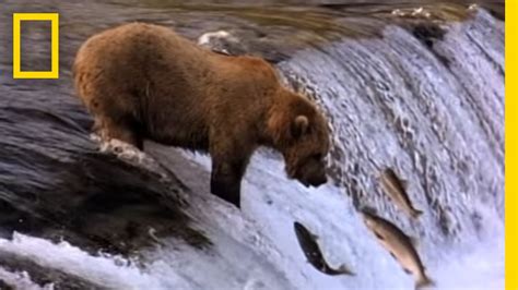 Mama Grizzly Teaches Cubs To Fish National Geographic