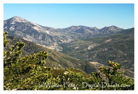 San Bernardino National Forest