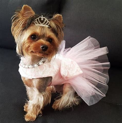 Dog Tutu Dress Amy Special Ocasion Dog Dress Dog Party Etsy Dog