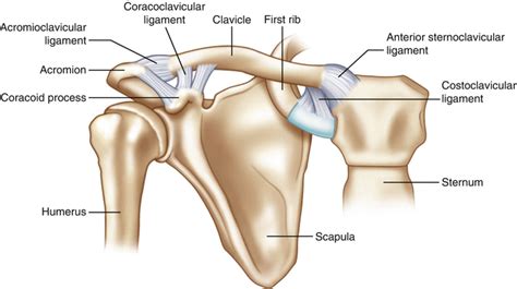 Acromioclavicular Ac Joint Injuries Mt Physiotherapy