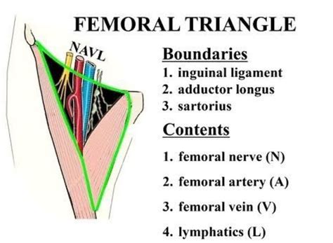 Femoral Triangle Medizzy