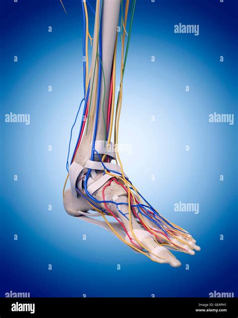 Veins Arteries Foot Hi Res Stock Photography And Images Alamy