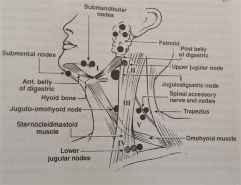 Anatomy Of Neck And Regional Lymph Nodes Lymph Nodes Neck Muscle