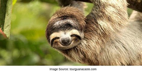 8 Awesome Sloth Sanctuary Around The World Sloth Of The Day Sloth