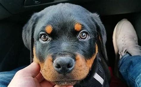 14 Signs You Are A Crazy Rottweiler Person The Dogman