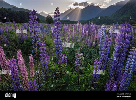 Lupins In Flower At Cascade Creek Fiordland National Park South