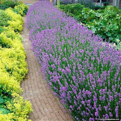 Superblue English Lavender Lavender Plant Growing Lavender Plants