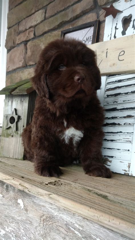 Newfoundland Dog Puppies For Sale Dundee Oh 183391
