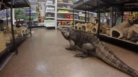 Coolest Reptile Store Ever!!!! - YouTube