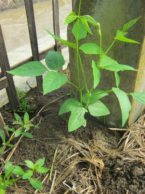 4 terong ijo kacang panjang bumbu: kebun pertemuan @tunas nusa: Tanaman Sayur Mayur