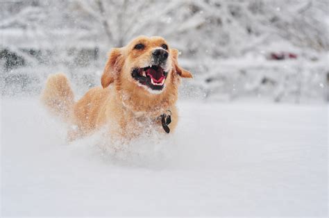 How To Keep Your Outdoor Pets Safe And Warm This Winter