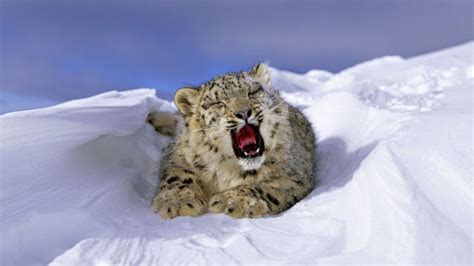 Snow Leopards Face New Climate Change Threat Bbc News
