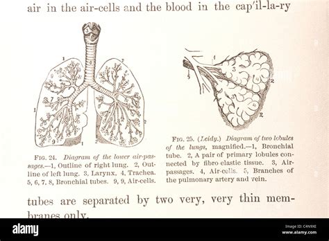 Anatomy Antique Illustration Medical Physiology Stock Photo Alamy