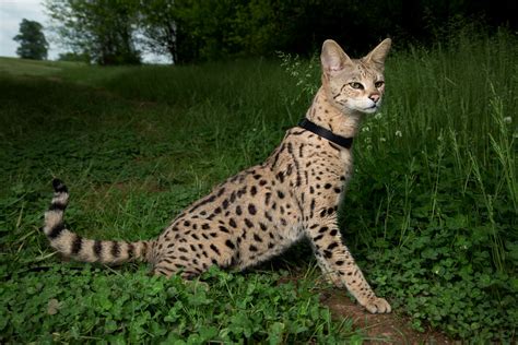 Hybrids are denoted by the generations they are away from their wild ancestry, with f1 denoting the first generation, which has one african leopard cat parent. Savannah Cat - Size,Diet,Temperament,Price.