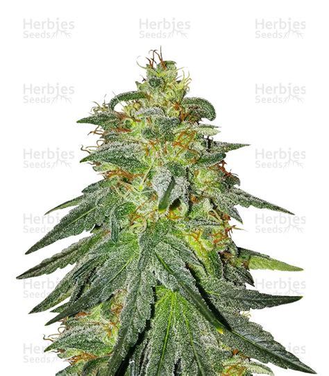 Bruce Banner 3 Feminized Seeds For Sale Herbies