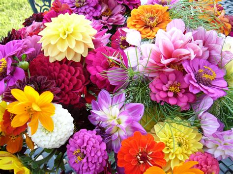 Garden Flowers Helens Beauty Dream Team