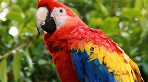 ابتکار تازه گوگل و بنیاد آمازون برای دیدار از قلب جنگل های آمازون. «ببغاء» يقلد صوت صاحبته ويجري طلبية من «أمازون» | صحيفة ...