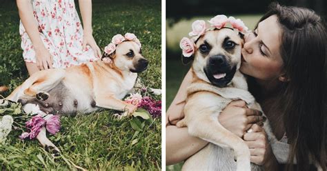 Pregnant Dog Stars In Adorable Dog Maternity Shoot