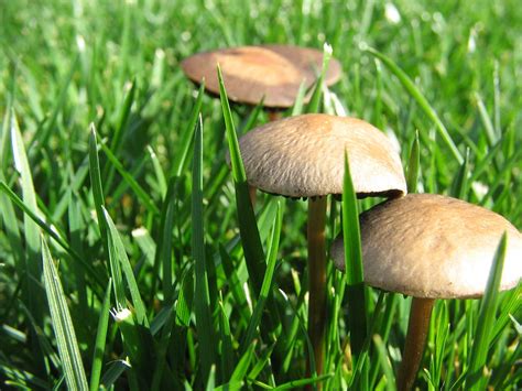 Planning a little Shroomery promotion vid - please donate your shroom