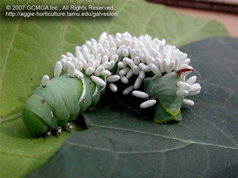 Wasps feed on tomato worms and attach their larvae to them. Beneficial insects in the garden: #04 Braconid Wasp on ...