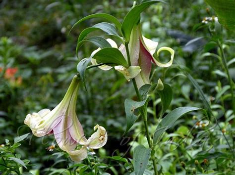Lilium Nepalense Nepal Lily