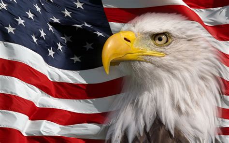 Eagle With American Flag Background Carrotapp