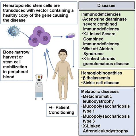 Update On Clinical Ex Vivo Hematopoietic Stem Cell Gene Therapy For