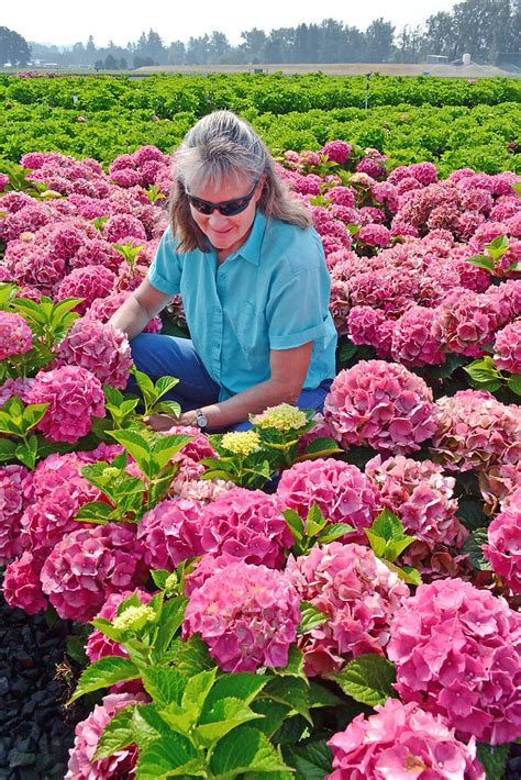 Nursery Inspection 5 Debbie Driesner Horticulturist Oregon