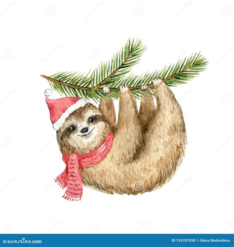 Watercolor Vector Christmas Card Cute Sloth Hanging On A Fir Branch