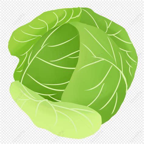 Cabbage And Cabbage Free Png And Clipart Image For Free Download