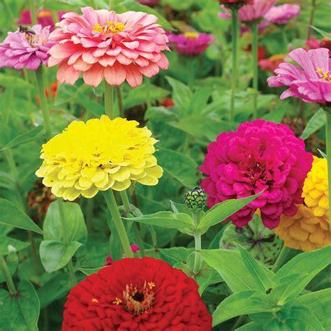 Zinnia Elegans Giant Double Mixed Seeds Thompson And Morgan