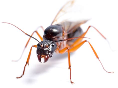 Maybe you would like to learn more about one of these? Carpenter Ants - Clark's Advanced Pest Control