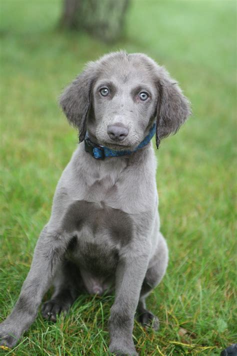 Baby Long Hair Weim Weimaraner Puppies Dog Love Weimaraner Dogs