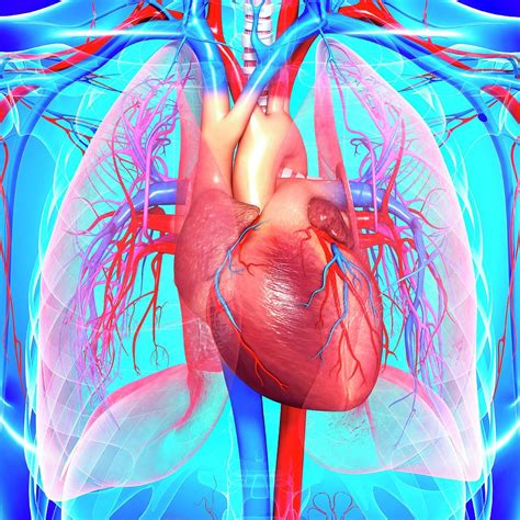 Cardiovascular System Photograph By Pixologicstudioscience Photo