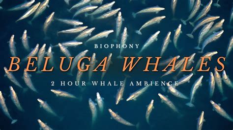 Beluga Whale Ambience 2 Hourswhale Sounds Youtube
