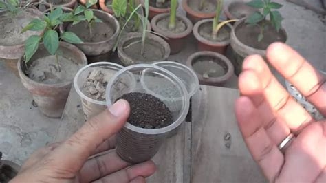 Check spelling or type a new query. Potting Soil Information | Well Drained Soil Potting Mix ...