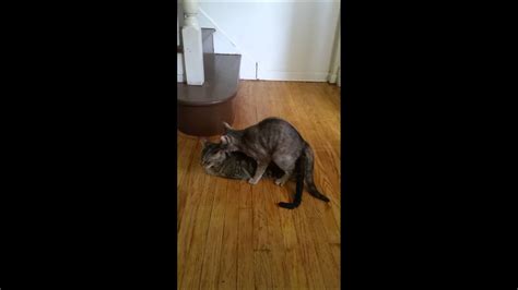 my two lesbian cats humping youtube