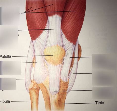 Knee Anatomy Quizlet Human Body Anatomy