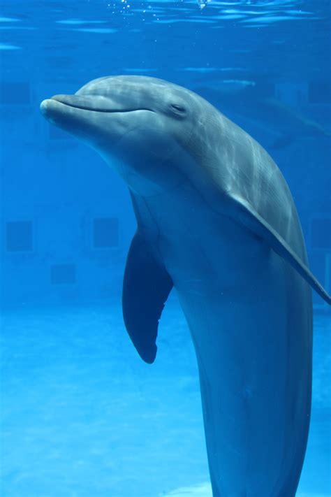 Cute Pictures Of Bottlenose Dolphins Peepsburghcom