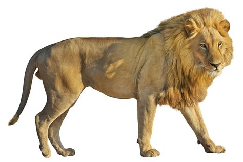 Lions Png Images And Lion Clipart Free Download Free Transparent Png Logos
