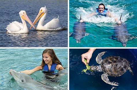 Learn About Marine Life In The Florida Keys Sun Rv Resorts