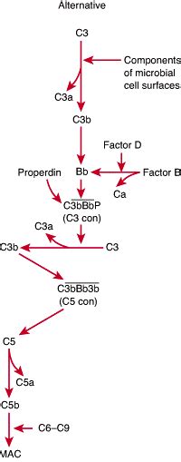 Complement System Alternative Pathway Biology Exams 4 U