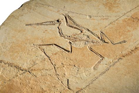 An Extremely Rare Flying Pterosaur Natural History Including Fossils Minerals And Meteorites