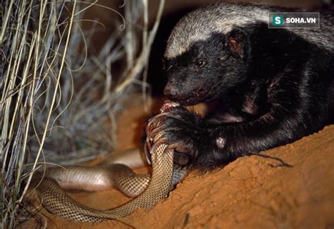 The Honey Badger With An Undying Desire For Snakes Ate Up Poisonous