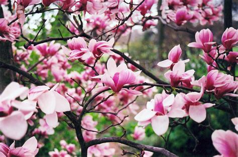 Check spelling or type a new query. Forest Pink Saucer Magnolia (Magnolia x soulangeana ...