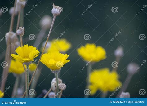 Closeup Of Yellow Composite Flowers With Dried Flower Heads In Southern